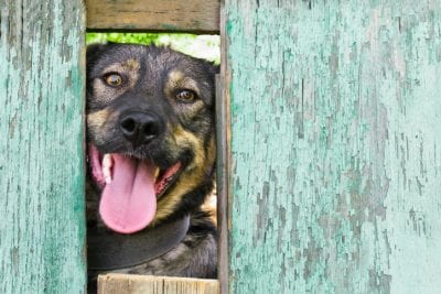 How To Protect Your Fence During the Winter 1